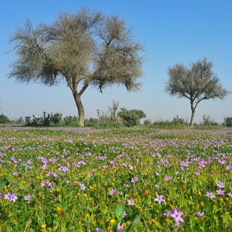 اكتشف الرياض أثناء إقامتك في الشقق الفندقية الفاخرة: دليل الزائر